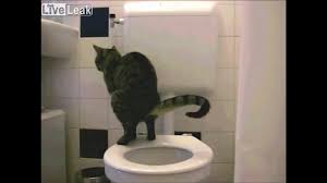 Image du post